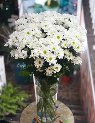 Хризантема кустовая белая Кеннеди – Цвет`ок – дорогая цветочная лавка