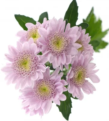 Купить Хризантема кустовая \"Балтика розовая\" в Великом Новгороде - магазин  цветов «Фиеста»