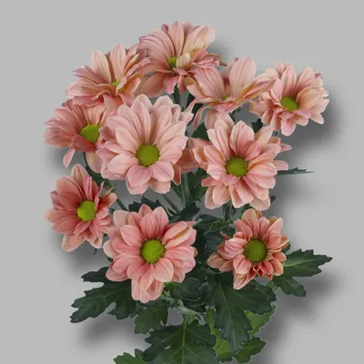 Хризантема Ромашка» купить в Калининграде, цена с доставкой | Цветы  Голландии