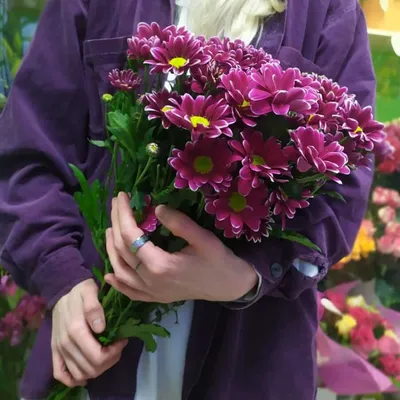Хризантема бордовая с белым Хайдар купить в Киеве: цена, заказ, доставка |  Магазин «Камелия»