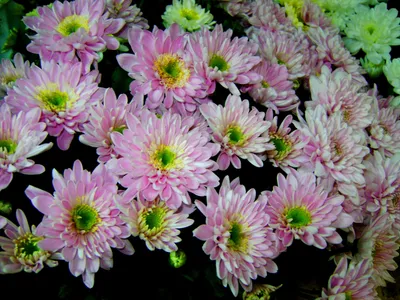 Хризантема кустовая Хайдар, фиолетовая