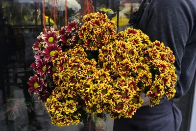 Хризантема кустовая Хайдар | купить недорого | доставка по Москве и области