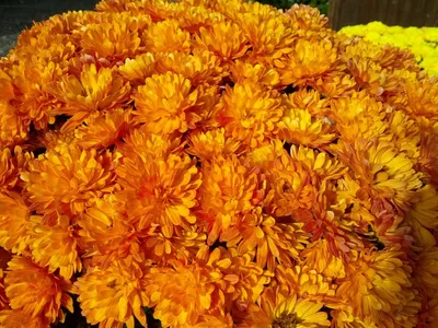 Хризантема олина (42 фото) - 42 фото