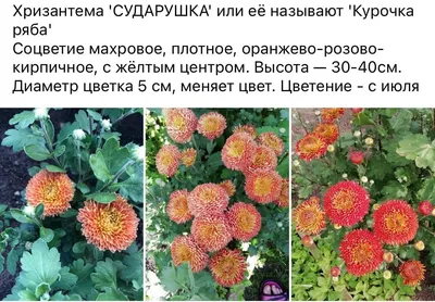 Хризантема кутюр (40 фото) - 40 фото