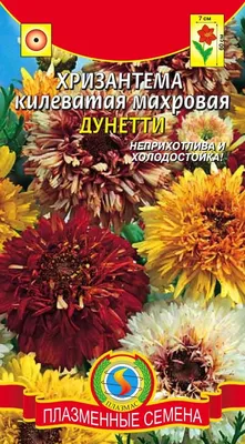 Хризантема килеватая махровая ДУНЕТТИ - Плазменные семена