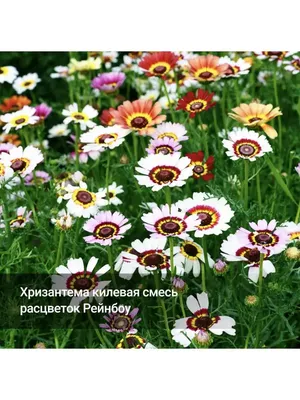 Семена Хризантема килеватая Рейнбоу, 100шт Биотехника 148532329 купить за  119 ₽ в интернет-магазине Wildberries