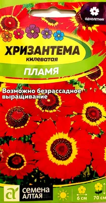 Хризантема килеватая Гавриш цветы3 - купить по выгодным ценам в  интернет-магазине OZON (839145726)