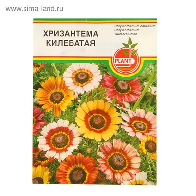 Хризантема килеватая - ООО \"СЦ ЭДЕМ\"