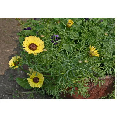 Хризантема килеватая, ладьевидная, трехцветная – Chrysanthemum carinatum  Schousb. — Мегаэнциклопедия Кирилла и Мефодия — медиаобъект