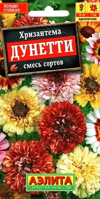 Хризантема килеватая махровая Дунетти