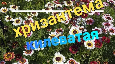 Хризантема килеватая - ООО \"СЦ ЭДЕМ\"
