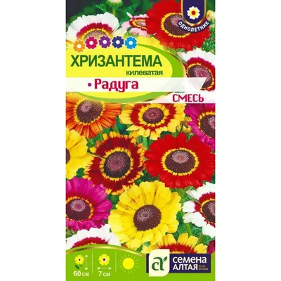Семена Хризантема Дунетти + Голден увенчанная смесь окрасок (2 пакетика) |  AliExpress