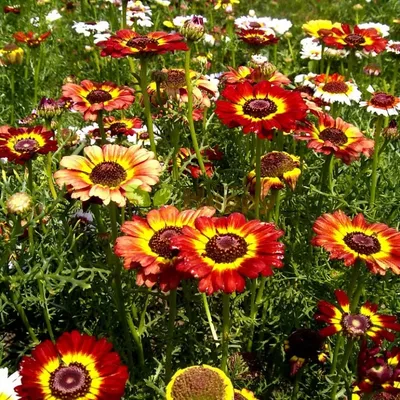 Хризантема килеватая - микс (лат. Chrysanthemum carinatum) СЕМЕНА 50шт +  подарочные семена | AliExpress