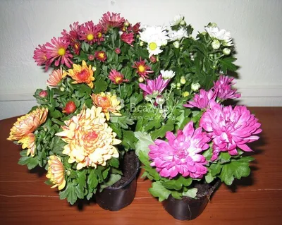 Растение комнатное Хризантема 25/12 mix в ассортименте - купить в Москве,  цены на Мегамаркет