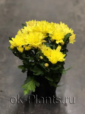 Хризантема в горшке уход в домашних условиях: фото и видео | Комнатные  цветы, Хризантема, Цветы