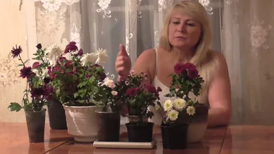 Хризантема Махровая Желтая – купить, уход, цена в интернет-магазине  комнатных растений.