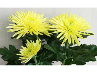 Хризантема комнатная - Chrysanthemum. Уход за хризантемой