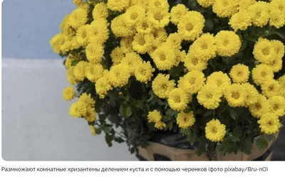 горшечные хризантемы уход, как размножить шаровидную хризантему
