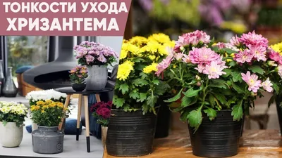 Как ухаживать за хризантемой в горшке после покупки - Agro-Market