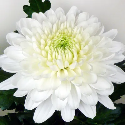 Хризантема садовая Chrysanthemum morifolium 2л — цена в LETTO