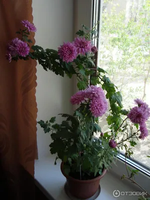 Горшечное растение комнатная Хризантема 2 (ID#1350379094), цена: 150 ₴,  купить на Prom.ua