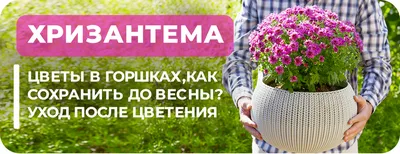 Хризантемы будут цвести как не в себе после этой подкормки