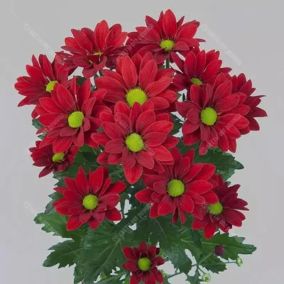 Купить хризантема кустовая ромашка красная в Барнауле | Заказать букет из  хризантема кустовая ромашка красная