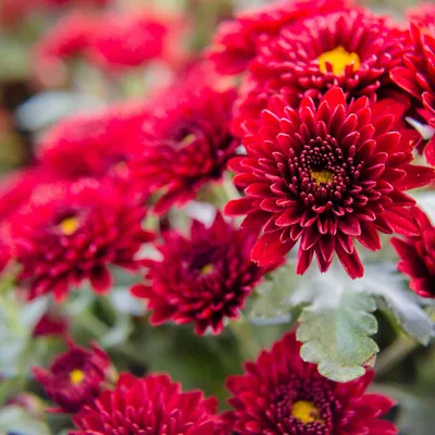 Хризантема Зембла Красная - купить, цена, отзывы в интернет-магазине  комнатных растений.