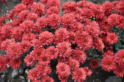 Хризантема стандартная пип ред – Цветочная Лав-Лавка