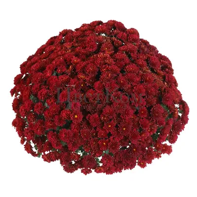 Купить «Кустовая красная хризантема» из категории Хризантемы в Ярославле -  «Цветомания».