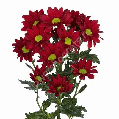 Купить искусственные хризантемы красные. Цветы искусственная оптом