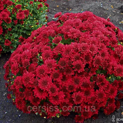 Хризантема красная кустовая купить в салоне цветов Cats, СПб