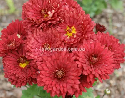 Купить Хризантема кустовая ромашка (красная) в Твери в интернет-магазине  \"Цветочный оазис\"