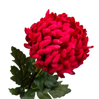 Красная хризантема стоковое фото. изображение насчитывающей природа -  35541940