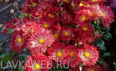 Цветок искусственный Хризантема, красная 87 см - цена, отзывы,  характеристики, фото - купить в Киеве и Украине - Mills