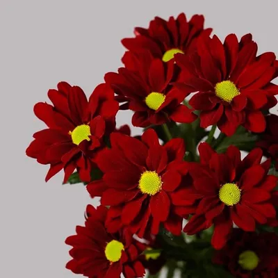 Хризантема кустовая красная - Цветочный 24