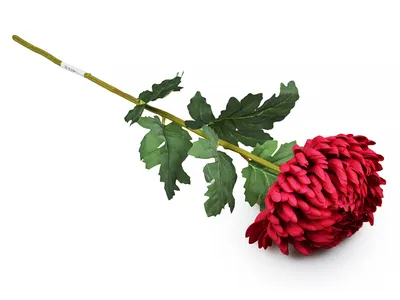 Хризантема корейская Красная Ромашка купить выгодно ✵ Сады-Эдема.рф –  интернет магазин растений для сада