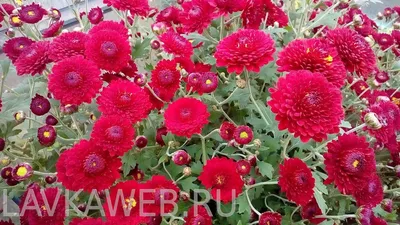 Картина Красная Хризантема – лучшие товары в онлайн-магазине Джум Гик