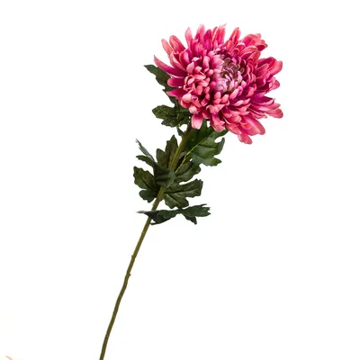 Комнатный цветок \"Хризантема зембла красная\" купить по низкой цене в  интернет-магазине kashpo.store