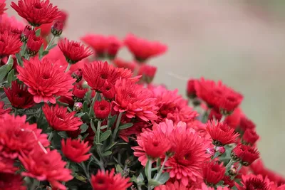 Хризантема Космо Красная - купить, цена, условия выращивания в  интернет-магазине комнатных растений.