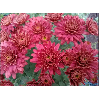 Купить Хризантема кустовая ромашка (красная) в Твери в интернет-магазине  \"Цветочный оазис\"