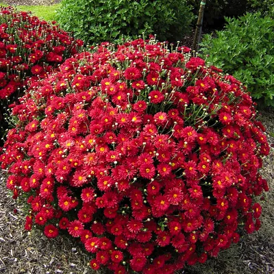 Хризантема мультифлора Красная — Рассада цветов и овощей.