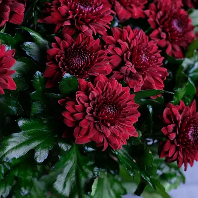 Роза красная и хризантема кустовая, артикул: 333026304, с доставкой в город  Москва (внутри МКАД)