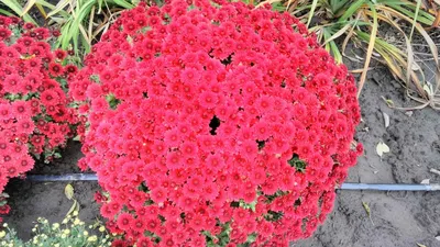 Красная Хризантема Завод Цветок - Бесплатное фото на Pixabay - Pixabay