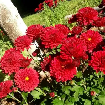 Хризантема #В13 корейская Красная Москва (Chrysanthemum кorean Red Moscow)  купить с доставкой по Беларуси \"BuonRoza \"