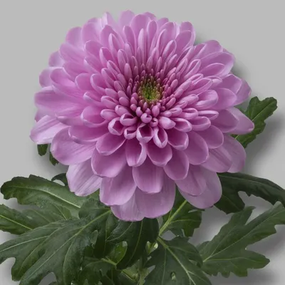 Хризантема Ксения Chrysantemum spray Ksenia - купить саженцы хризантемы с  доставкой по Украине в магазине Добродар