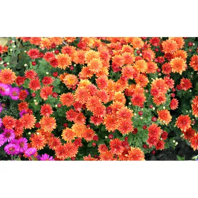 Хризантема мелкоцветковая фото фотографии
