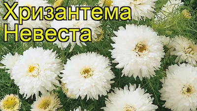 Хризантема девичья Невеста. Краткий обзор, описание характеристик  chrysanthemum parthenium - YouTube