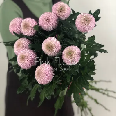 Купить «Хризантема одноголовая «Момоко»» с доставкой в Воронеже - «Pink  flowel»