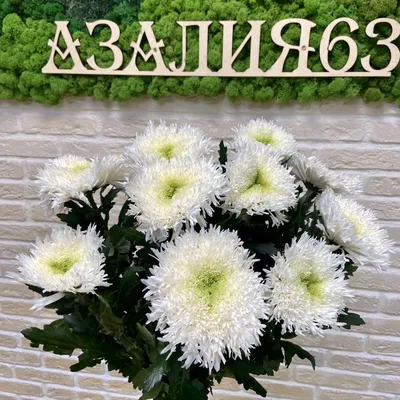 Одноголовая хризантема